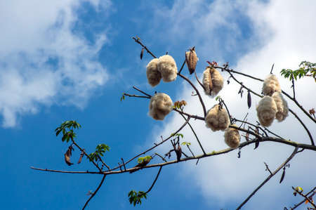White silk cotton tree (Ceiba pentandra), Kapuk Randu (Javanese), the perennial fruit can be used to make mattresses and pillows.の写真素材