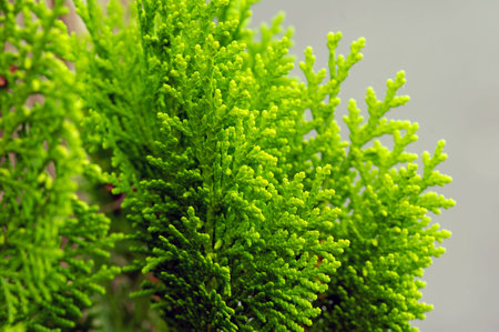 Close up of green Arborvitaes (Thuja spp.) leaves, in shallow focus, evergreen members of the...