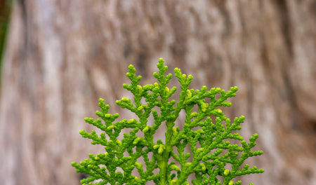 Close up of green Arborvitaes (Thuja spp.) leaves, in shallow focus, evergreen members of the...
