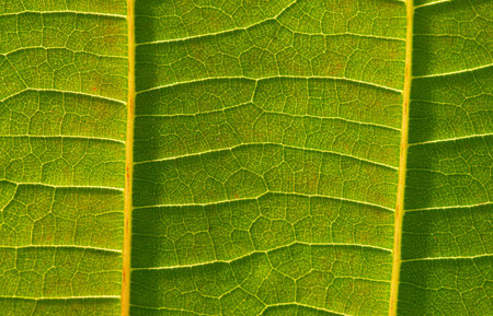 A beautiful Jabon leaf (Anthocephalus macrophyllus) leaf veins