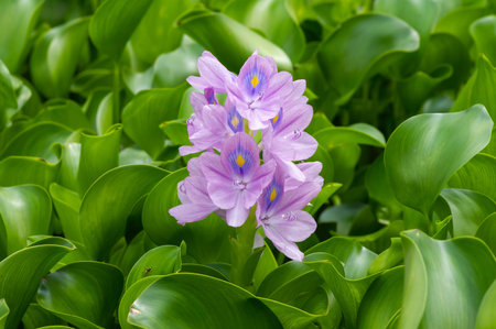 Eceng gondok, Water hyacinth flowers (Eichhornia crassipes), water flower