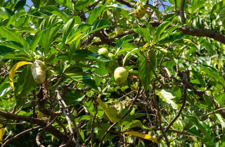 Mengkudu, Noni fruit (Morinda citrifolia), sometimes called a starvation fruit