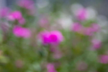 Green and pink bokeh abstract background, colorful glitter defocused from flowers in the gardenの写真素材