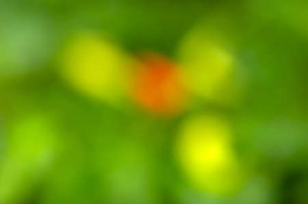 Green and yellow bokeh abstract background, colorful glitter defocused from leaves in the gardenの写真素材