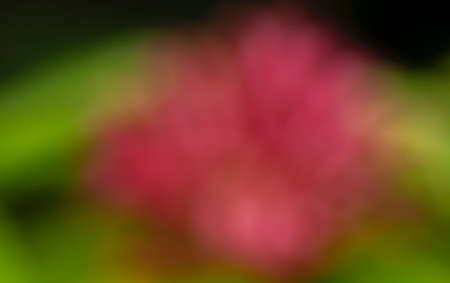 Green and pink bokeh abstract background, colorful glitter defocused from flowers in the gardenの写真素材