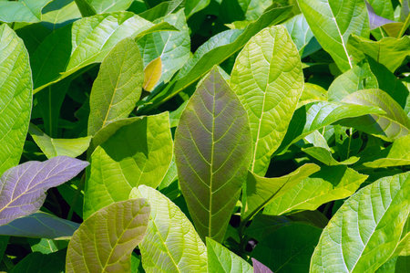 Teak plants seedling (Tectona grandis) in the nursery in Gunung Kidul, Yogyakarta, Indonesia