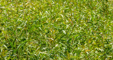 Melaleuca cajuputi seedlings, commonly known as cajuput, in the nursery. Shallow focus.