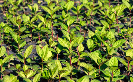 Guava seedlings lined up in the nursery, natural background, in shallow focusの写真素材