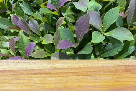 Wooden board empty table in front of teak plants seedling (Tectona grandis) in the nursery for  display of productの写真素材