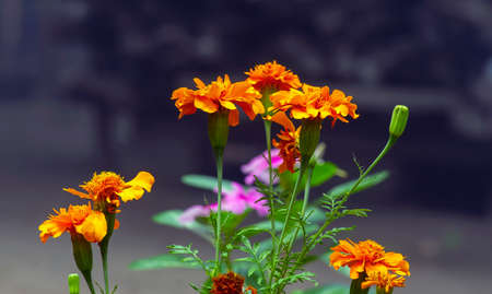 Orange marigold flowers (Calendula officinalis) in shallow focusの写真素材