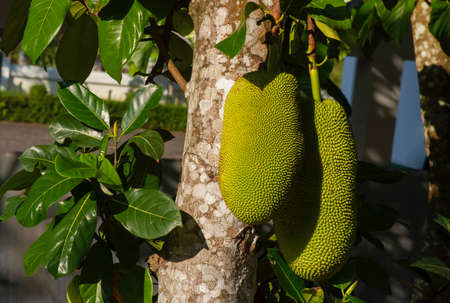 Raw jackfruits on the trunk of the treeの写真素材