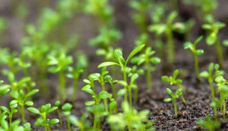 Young sandalwood (Santalum album) seedlings, in the nursery, in shallow focusの写真素材