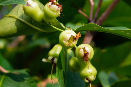 Young water apples fruits on its tree, known as rose apples or watery rose apples