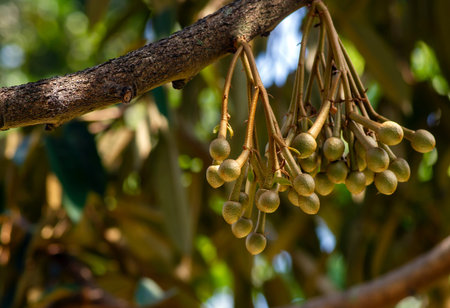 Durian flowers (Durio zibethinus), king of fruits, blooming from the tree branch