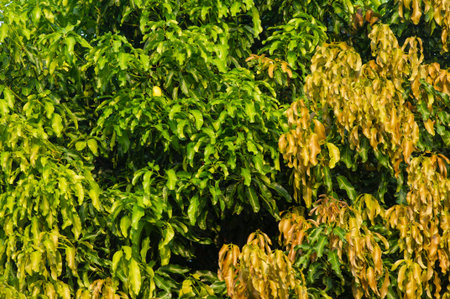 Colorful mango leaves for natural background