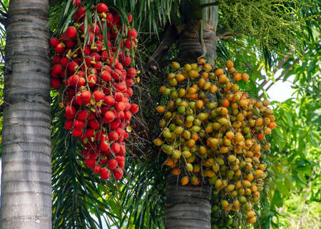 Red and brown Areca nut palm, Betel Nuts, Betel palm (Areca catechu) hanging on its treeの写真素材