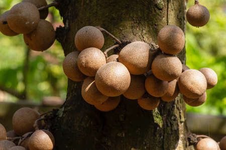 Kepel fruits or burahol (Stelechocarpus burahol), on the tree trunk, selected focusの写真素材