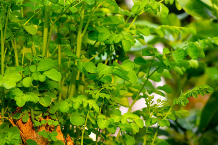 Kelor or Drumstick tree (Moringa oleifera) green leaves selected focus, with common names: horseradish tree, and ben oil tree or benzolive tree.の写真素材