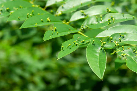 Indigo plant (Indigofera tinctoria), high nutritional green plants that are used as alternative fodderの写真素材