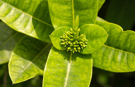 Ixora coccinea flower buds, a species of flowering plant in the family Rubiaceae