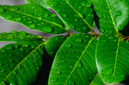 Longan (Dimocarpus longan) green leaves with water splash for natural background