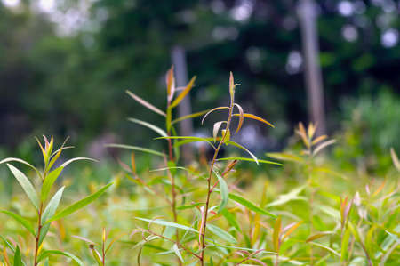 Cajuput (Melaleuca cajuputi) seedlings in the nursery, selected focus, in Yogyakarta, Indonesiaの写真素材