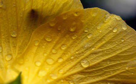 Closeup of a yellow hibiscus flower, defocused abstract backgroundの写真素材