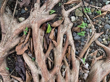Natural tree root buttress for background