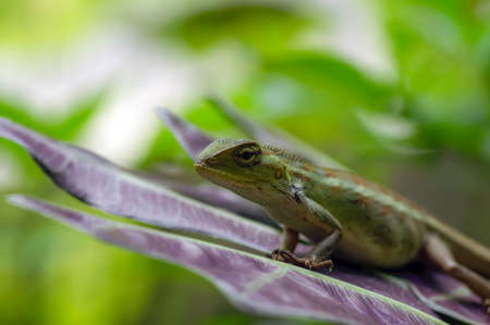 Close up of the maned forest Lizard (Bronchocela jubata), in shallow focusの写真素材
