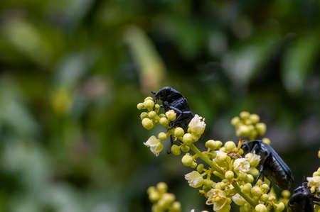 A dark honey Bee  (Apis mellifera)  eating nectar from longan flowers  (Dimocarpus longan) and helping pollination and fertilizationの写真素材