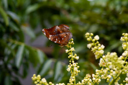 A butterfly eating nectar from longan flowers  (Dimocarpus longan) and helping pollination and fertilizationの写真素材
