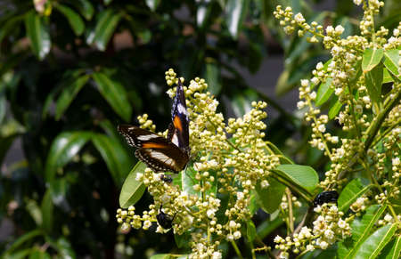 A butterfly eating nectar from longan flowers  (Dimocarpus longan) and helping pollination and fertilizationの写真素材