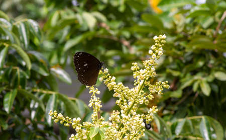 A butterfly eating nectar from longan flowers  (Dimocarpus longan) and helping pollination and fertilizationの写真素材