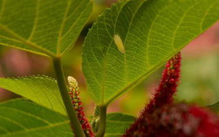 Chenille (Acalypha hispida) flower and leaves, selected focus