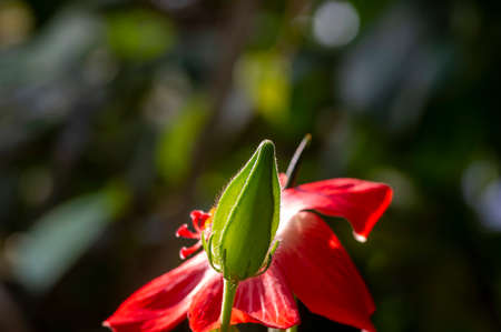 Close up of a beauty of Argolubang flower bud (Hisbiscus martianus), Hibiscus family, in shallow focusの写真素材