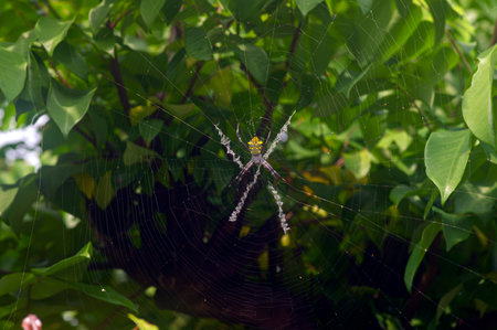 The spider on its net, selected focus