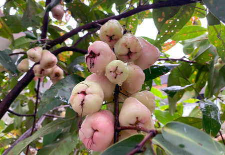 Ripe water apples fruits (Syzygium aqueum) on its tree, known as rose apples or watery rose apples