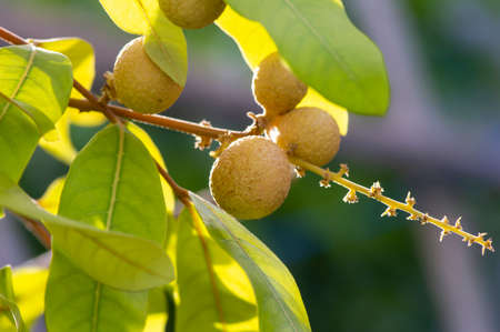 Longan ripe fruits (Dimocarpus longan) on the tree, in shallow focusの写真素材