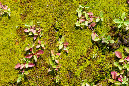 Green moss and clolorful grass on the stone in the morning sunlightの写真素材
