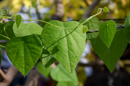 Young jelly grass leaves (Cyclea barbata Miers)の写真素材