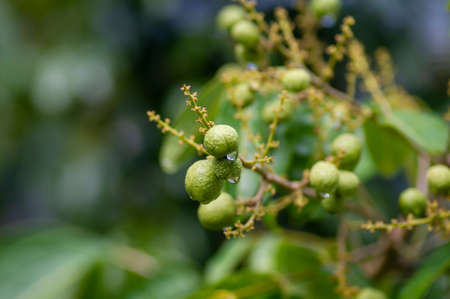 Longan ripe fruits (Dimocarpus longan) with water drops, in shallow focusの写真素材