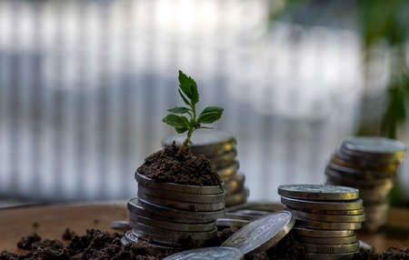 A young green plant growth through a stack of coins. Business  and money growing conceptの写真素材
