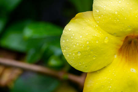 Yellow allamanda (Allamanda cathartica) flowers with waterdropsの写真素材