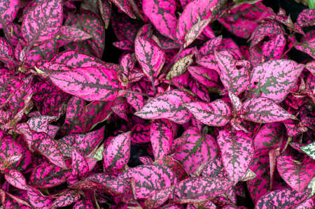 Red and pink Hypoestes phyllostachya leaves for natural backgroundの写真素材