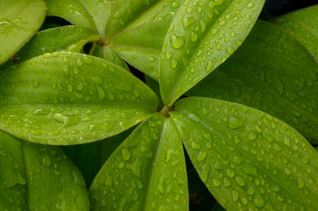 Crepe ginger green leaves (Cheilocostus speciosus), after rainingの写真素材