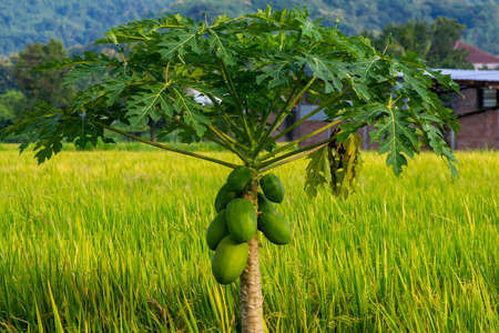 Young papaya fruits (Carica papaya L) on paddy fieldの写真素材
