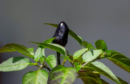 Black Chilli Pepper on its tree, shallow focus