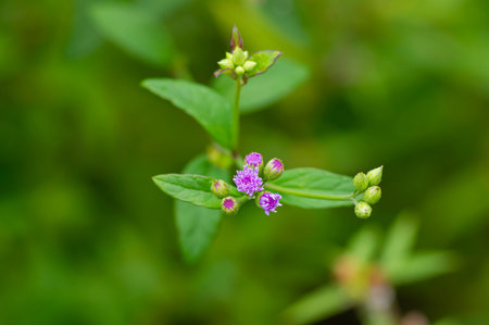 Tiny pink flowers in the meadow, selected focus