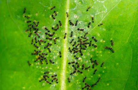 The Invasion of black ants on a green leaf, shallow focusの写真素材