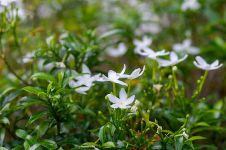 Crepe Jasmine flowers (Tabernaemontana divaricata), shallow focusの写真素材
